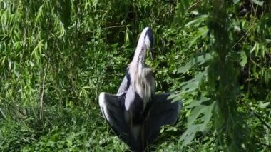 gri balıkçıl güneşe kurur