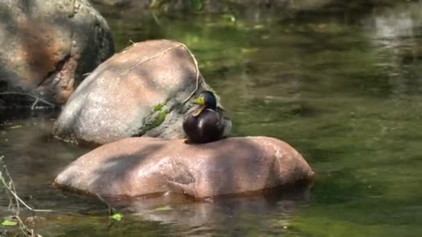 Ente auf Felsen am Fluss — Stockvideo