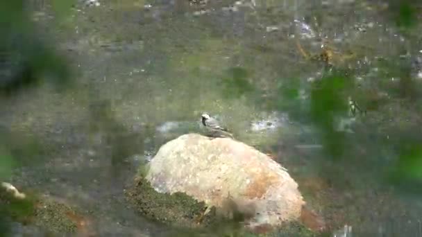 Motacilla alba kwikstaart vogel op rivier — Stockvideo
