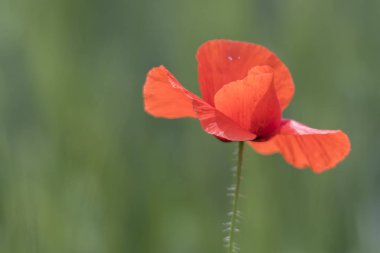 alanında vahşi gelincik