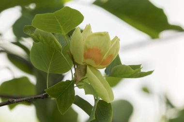 Lale ağacı çiçek Park