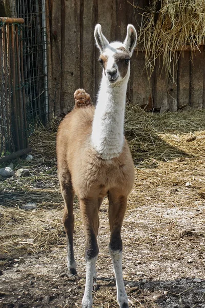 Lama Gruptaki — Stok fotoğraf