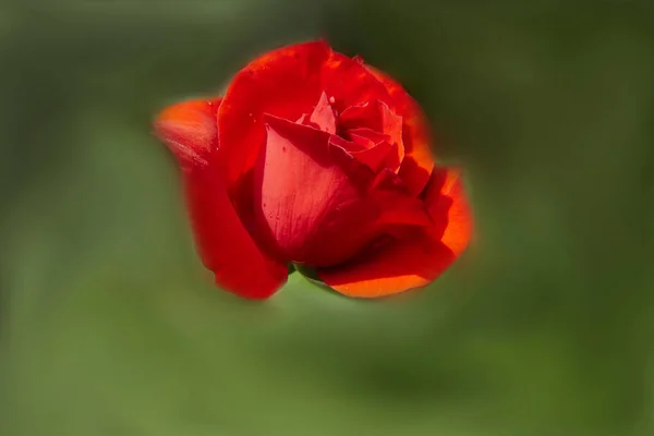 Red Rose Bloom Gift Holidays — Stock Photo, Image