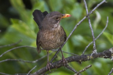 Gagasında Turdus merula ortak blackbird ile kadın solucanlar