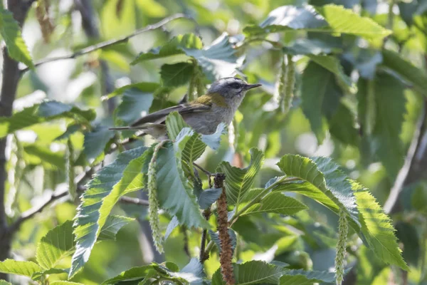 Paruline Mélodieuse Oiseau Sur Arbre Hippolais Polyglotta — Photo