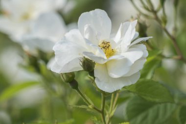 Bahçedeki beyaz gül