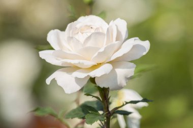 Bahçedeki beyaz gül