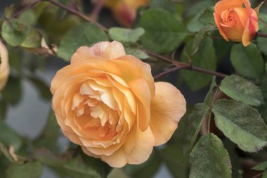 Bahçedeki sarı gül