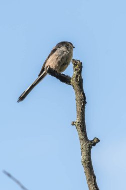 uzun kuyruklu baştankara kuş ağaç üzerinde