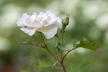 Bahçedeki beyaz gül