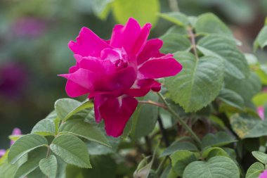 Bahçedeki pembe gül