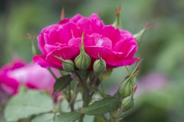 Bahçedeki pembe gül