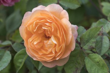 Bahçede portakal gülü