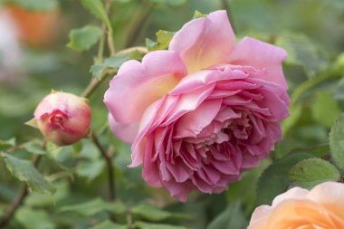 Bahçedeki pembe gül