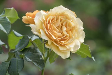 Gül bayram ve Hediyelik