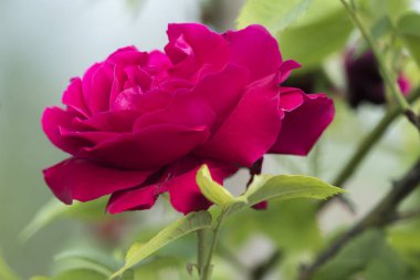 Bahçede kırmızı gül