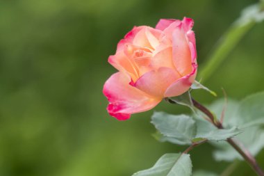 Gül bayram ve Hediyelik