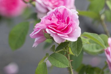 Bahçedeki pembe gül