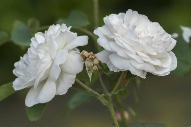 Bahçedeki beyaz gül