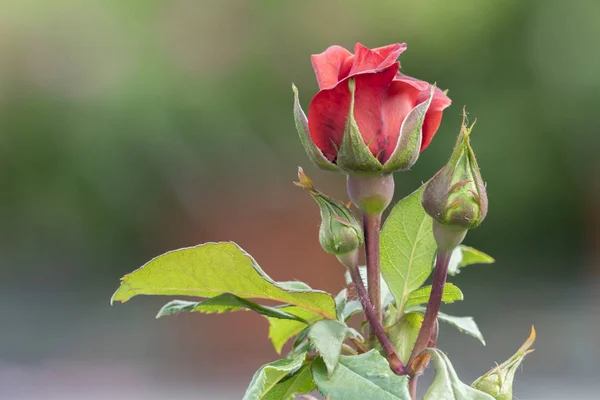 Pink Rose Garden — Stock Photo, Image