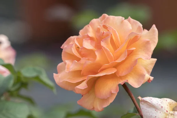 Oranžová Růže Zahradě — Stock fotografie
