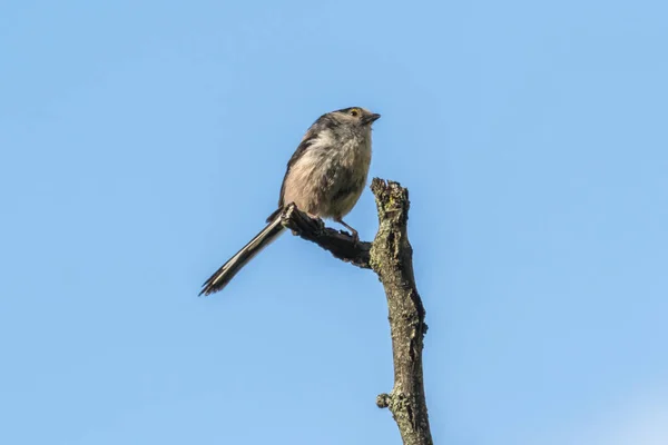 Long Queue Nichon Oiseau Sur Arbre — Photo