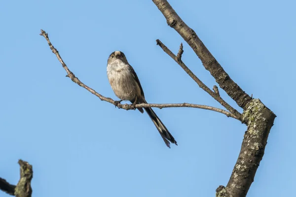 Long Tailed Tit Bird Tree — Stock Photo, Image