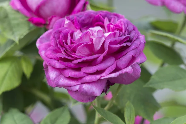 Rosa Rose Garten — Stockfoto