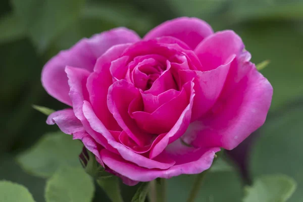 Rosa Rose Garten — Stockfoto