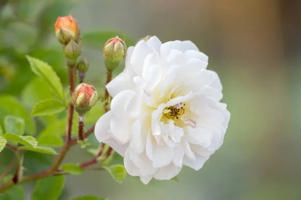 White Rose Garden — Stock Photo, Image