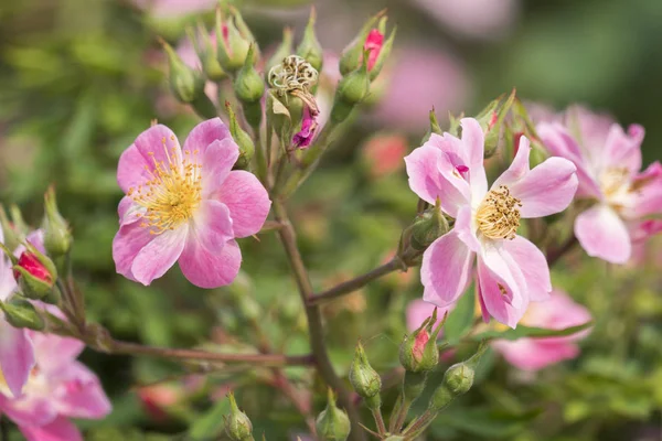 Růžová Růže Zahradě — Stock fotografie