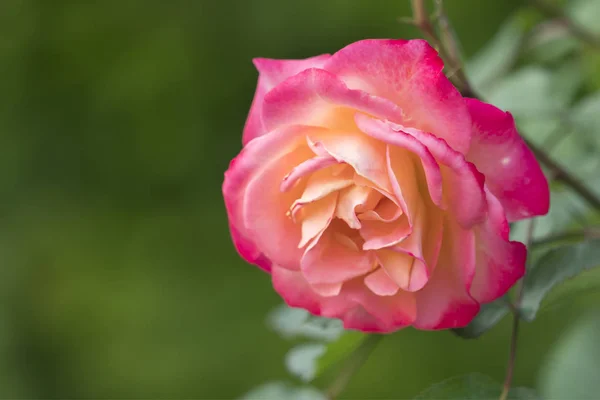 Rosas Para Vacaciones Regalos — Foto de Stock