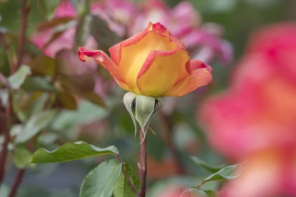 Rosa Naranja Jardín — Foto de Stock