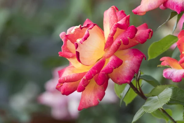 Rosa Naranja Jardín — Foto de Stock