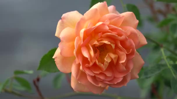 Orange rose in the garden — Stock Video