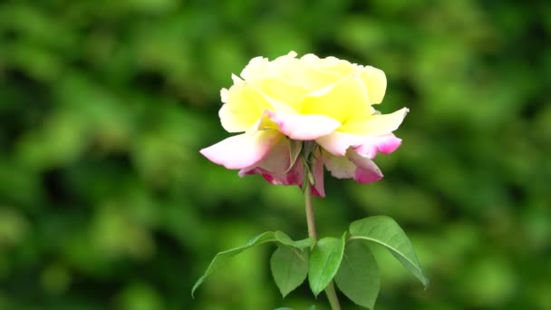 Keltainen ruusu puutarhassa — kuvapankkivideo