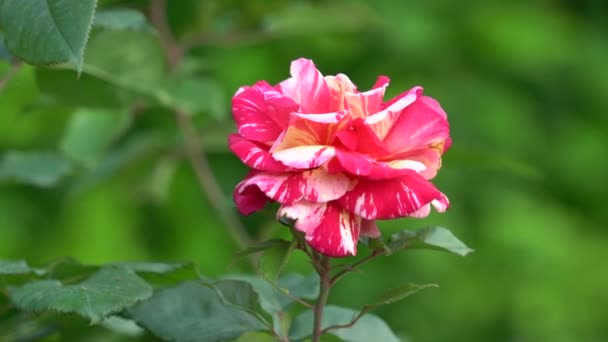 Rosa bicolor en flor en el jardín — Vídeo de stock