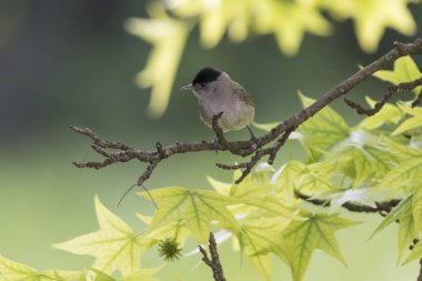 Park ağaç üzerinde erkek ötleğen