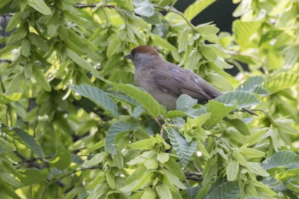 Female Blackcap Tree Park — Stock Photo, Image