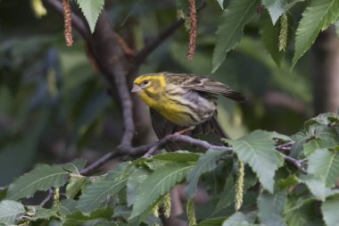 greenfinch chloris kuş ağaç üzerinde
