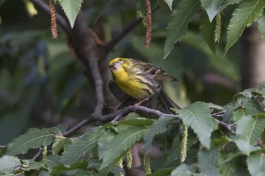 greenfinch chloris kuş ağaç üzerinde