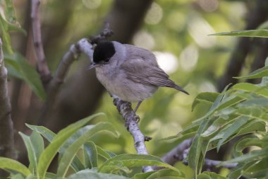 ağaç üzerinde erkek ötleğen