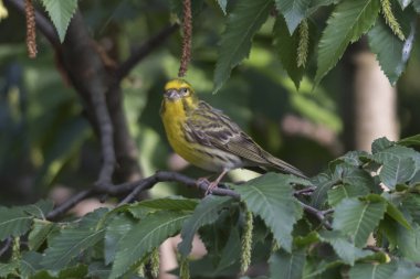 greenfinch chloris kuş ağaç üzerinde