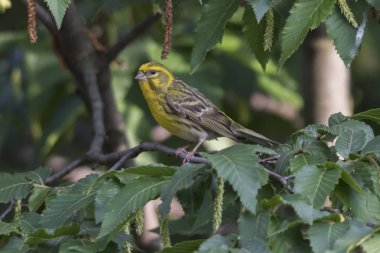 greenfinch chloris kuş ağaç üzerinde