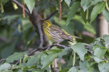 greenfinch chloris kuş ağaç üzerinde