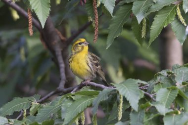 greenfinch chloris kuş ağaç üzerinde