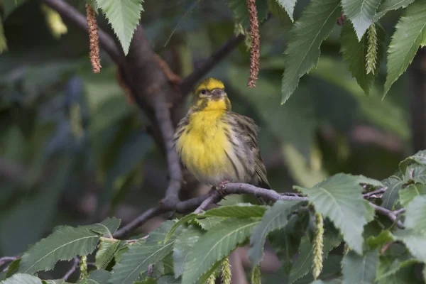 Greenfinch Chloris Kuş Ağaç Üzerinde — Stok fotoğraf