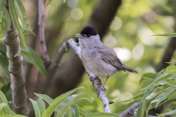 나무에 Blackcap — 스톡 사진