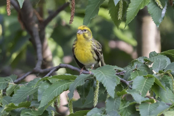 Grönfinken Chloris Fågel Träd — Stockfoto