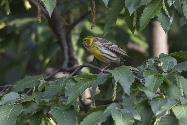 Greenfinch Pássaro Cloro Árvore — Fotografia de Stock